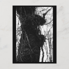Tree Fotografy Postcard Postkarte