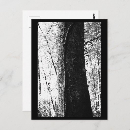 Tree Fotografy Postcard Postkarte (Vorne/Hinten)
