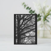 Tree Fotografy Postcard Postkarte (Stehend Vorderseite)