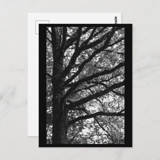 Tree Fotografy Postcard Postkarte (Vorne/Hinten)