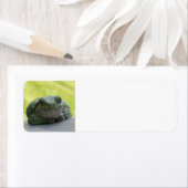 Tree Frog Adressetiketten (Insitu)