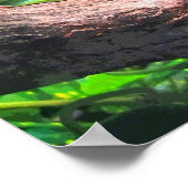 Tree Frog CB Poster (Ecke)