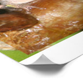 Tree Frog Collage, gleicher Frosch, verschiedene P Poster (Ecke)