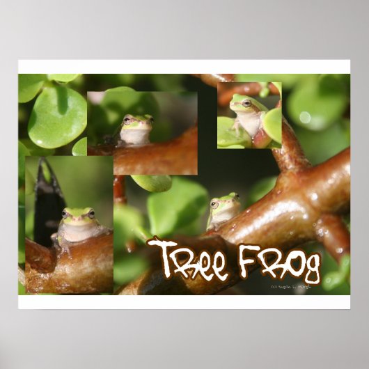 Tree Frog Collage, gleicher Frosch, verschiedene P Poster (Vorne)
