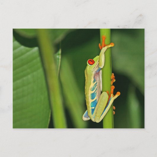 Tree Frog Foto Postkarte (Vorderseite)