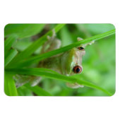 Tree Frog-Haltung im Flexi-Magnet Magnet (Horizontal)