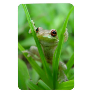 Tree Frog-Haltung im Flexi-Magnet Magnet