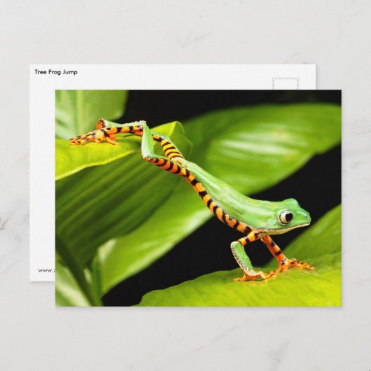 Tree Frog Jump Postkarte (Vorne/Hinten)