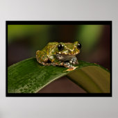 Tree Frog - Knowsley Safari Park Poster (Vorne)