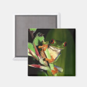 Tree Frog-Magnet Magnet (Vorderseite/Rückseite)