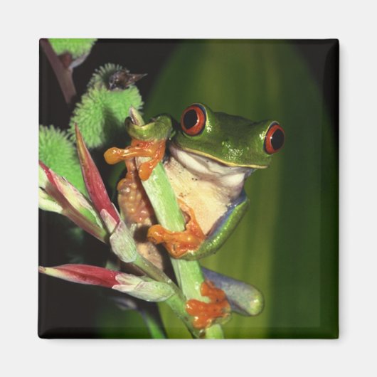 Tree Frog-Magnet Magnet (Vorne)