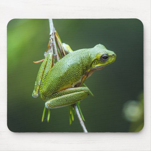 Tree Frog Mousepad (Vorne)
