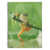 Tree Frog Notizblock (Vorderseite)