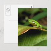 Tree Frog Postcard Postkarte (Vorne/Hinten)