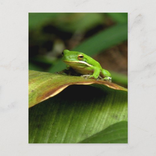 Tree Frog Postcard Postkarte (Vorderseite)