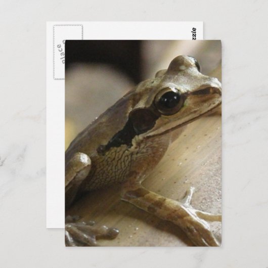 Tree Frog Postcard Postkarte (Vorne/Hinten)