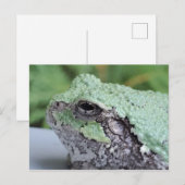 Tree Frog Postcard Postkarte (Vorne/Hinten)