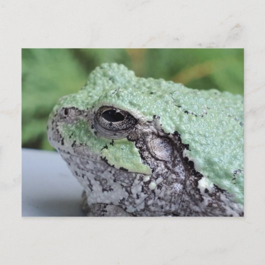 Tree Frog Postcard Postkarte (Vorderseite)