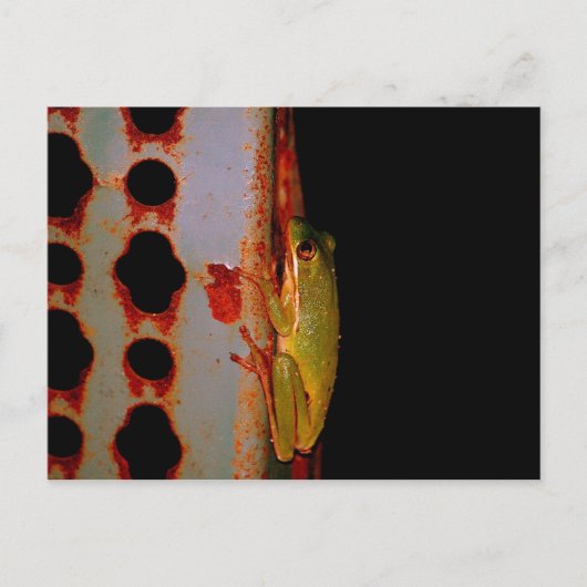Tree Frog Postcard Postkarte (Vorderseite)