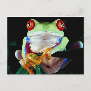 Tree Frog Postcard Postkarte