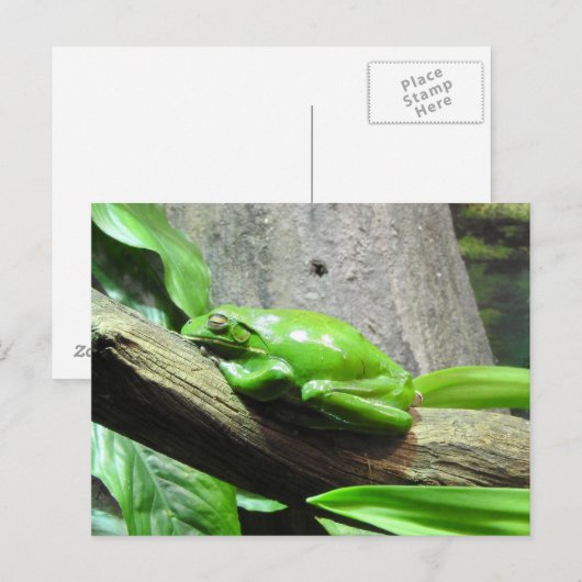 Tree Frog Postcard Postkarte (Vorne/Hinten)