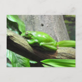 Tree Frog Postcard Postkarte (Vorderseite)