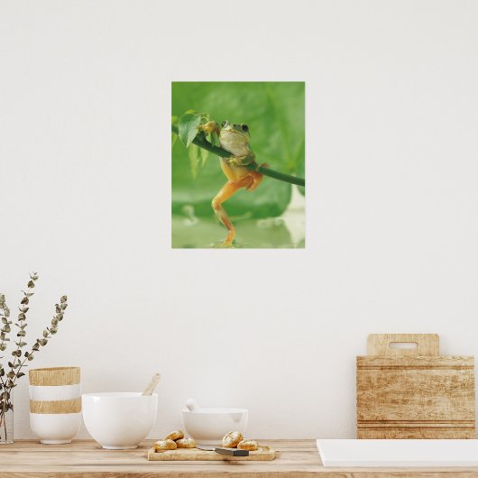 Tree Frog Poster (Küche)