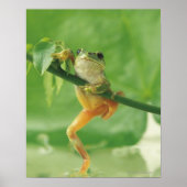 Tree Frog Poster (Vorne)