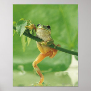 Tree Frog Poster