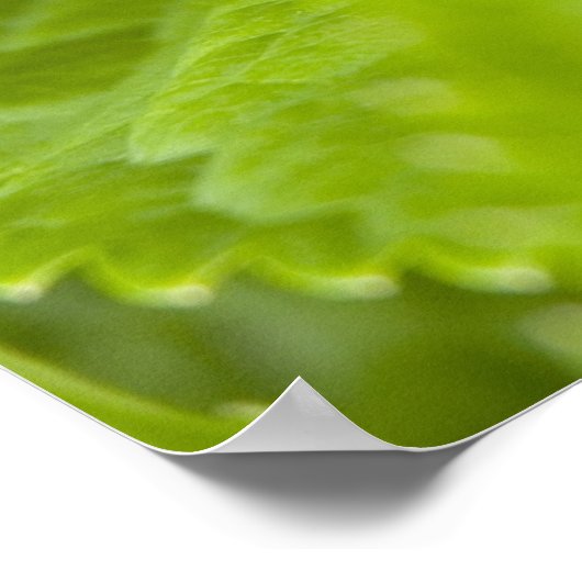 Tree Frog Poster (Ecke)