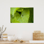 Tree Frog Poster (Küche)