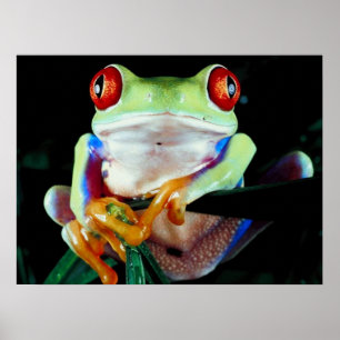 Tree Frog Poster