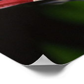 Tree Frog Poster (Ecke)