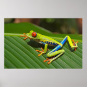 Tree Frog Poster (Vorne)