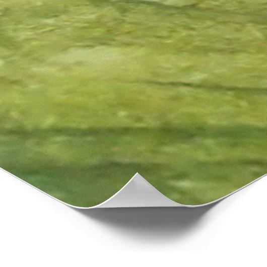 Tree Frog Poster (Ecke)