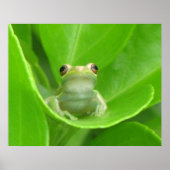 Tree Frog Poster (Vorne)