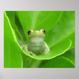 Tree Frog Poster