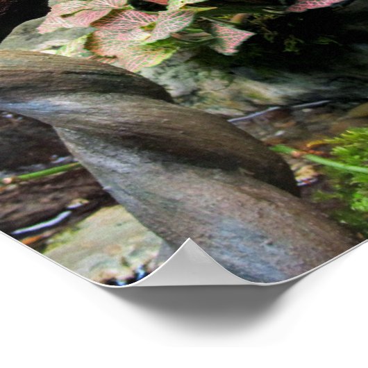 Tree Frog Poster (Ecke)