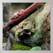 Tree Frog Poster (Vorne)