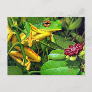 Tree Frog Postkarte
