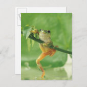 Tree Frog Postkarte (Vorne/Hinten)