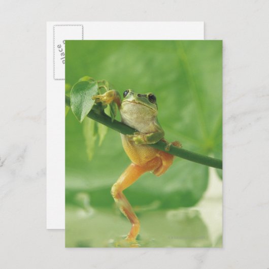 Tree Frog Postkarte (Vorne/Hinten)