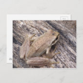 Tree Frog Postkarte (Vorne/Hinten)