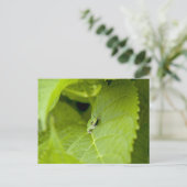 Tree Frog Postkarte (Stehend Vorderseite)