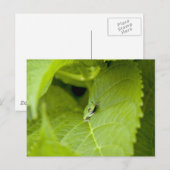 Tree Frog Postkarte (Vorne/Hinten)