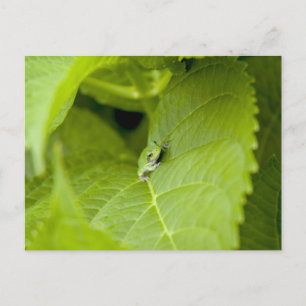 Tree Frog Postkarte