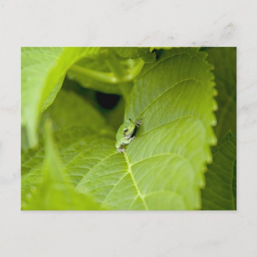 Tree Frog Postkarte (Vorderseite)