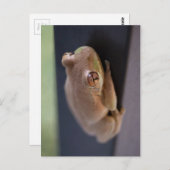 Tree Frog Postkarte (Vorne/Hinten)