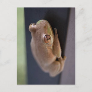 Tree Frog Postkarte