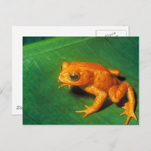 Tree Frog Postkarte (Vorne/Hinten)